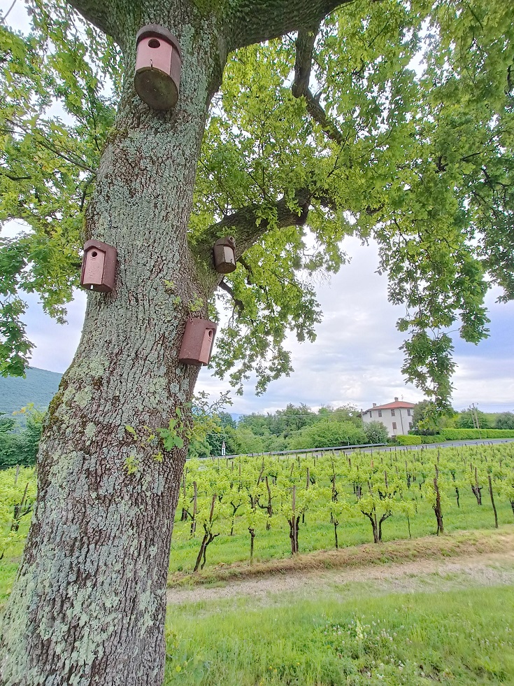 Gravner birdboxes